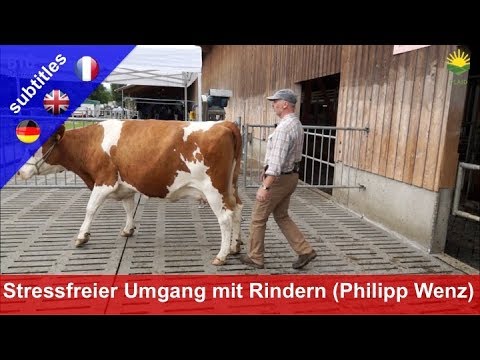 Stress-free handling of cattle - Philipp Wenz demonstrates the "Low Stress Stockmanship" method