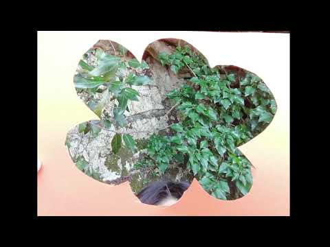 Anteprima: 51° Earth day