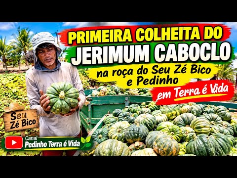     🎃 JERIMUM CABOCLINHO: PRIMEIRA COLHEITA NA ROÇA!
