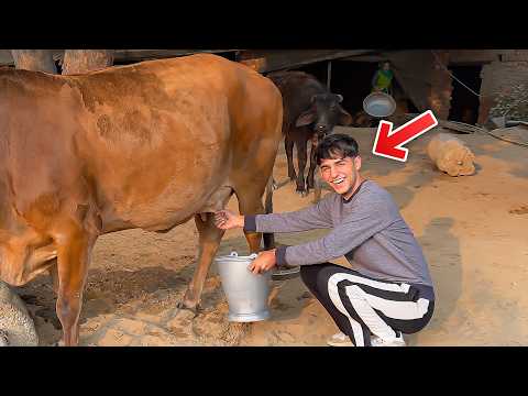 Milk was taken out in the village 😍