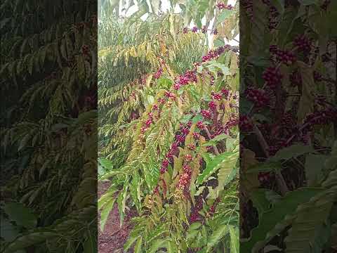 a riqueza de vale do anari Rondônia