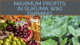How make profit💰 as a Kale Farmer (Sukuma Wiki) #farming #kale