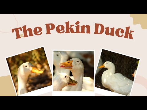 The Pekin Duck: Everything You Need to Know