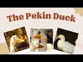 The Pekin Duck Everything You Need To Know