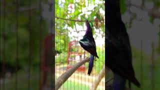 Download lagu King konin konslet mp3