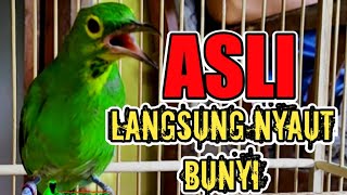 Download lagu PANCINGAN CUCAK IJO BIAR LANGSUNG GACOR mp3