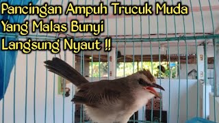 Download lagu Burung Trucuk Muda Belajar Ropel Ampuh Untuk Pancingan Langsung Nyaut mp3 Download lagu Burung Trucuk Muda Belajar Ropel Ampuh Untuk Pancingan Langsung Nyaut mp3