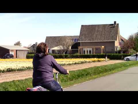 Bollenvelden Zilkerbinnenweg, De Zilk, 17 april 2022 / Holland Flower Fields