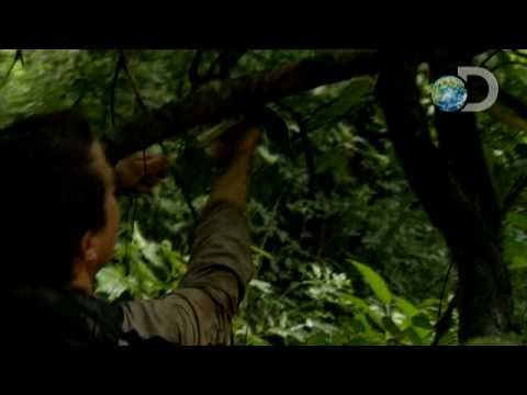 Man vs. Wild - Snake Bite