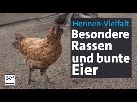 Chicken breeding: Hen diversity in the front yard | Evening news | BR24