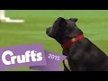 East Anglian Staffordshire Bull Terrier Display Team.