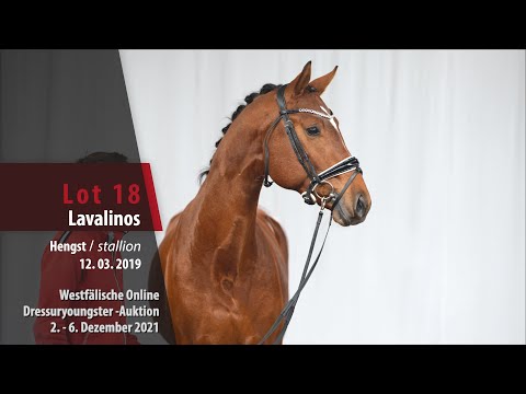 Online Dressuryoungster-Auktion Lot 18 Lavalinos Hengst v. Lord Nunes - Abercrombie