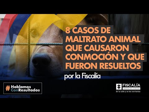 8 casos de maltrato animal que causaron conmoción y que fueron resueltos por la Fiscalía