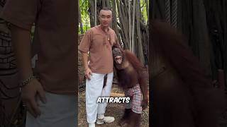 Funny Orangutan Messes Around With Tourists 😂 #shorts #orangutan