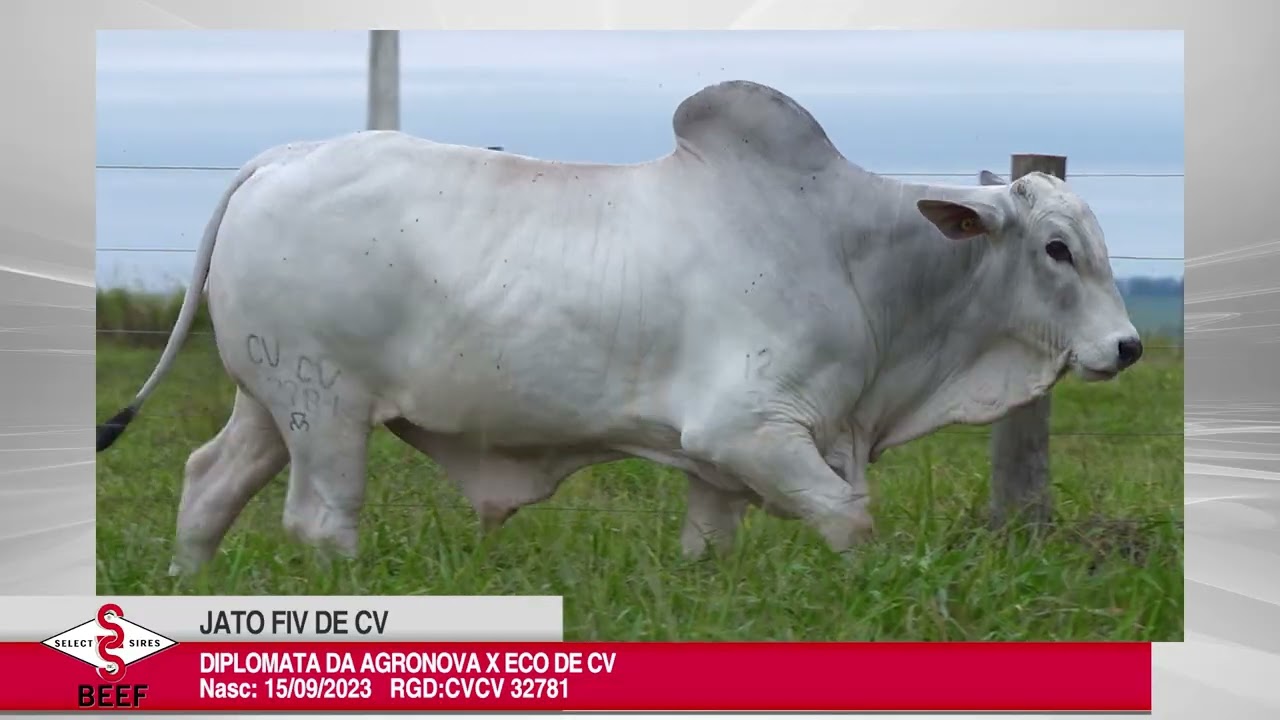 Vídeo JATO FIV DE CV