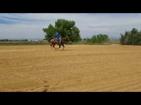 Schwagger 2 yr old Ref Black Mamba colt ridden by Adam Hendrickson