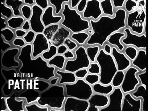 Secrets Of Nature - Magic Myxies (1931)