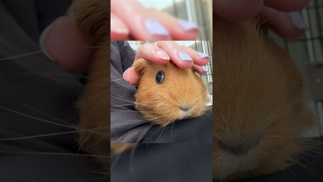 puipuiモルカーみたいにpuipuiするモルモット #shorts #鳴き声 #モルモット