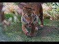 Tigers