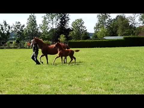 Stutfohlen von Londontime x Weltmeyer x Brentano II