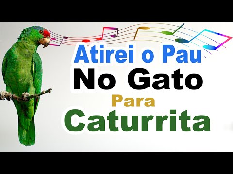 Atirei o pau no gato para caturrita - Atirei o pau no gato para treinar caturrita