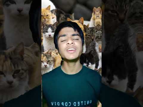 Cat island ? 😲🥰 #shorts #youtubeshorts