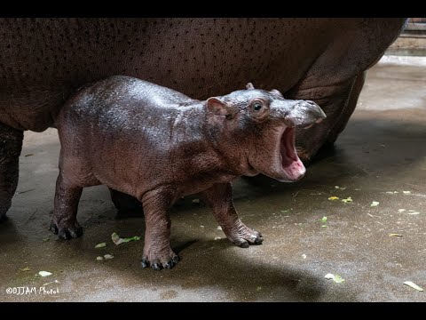 Video: Baby hippo who made headlines getting acclimated to his new home