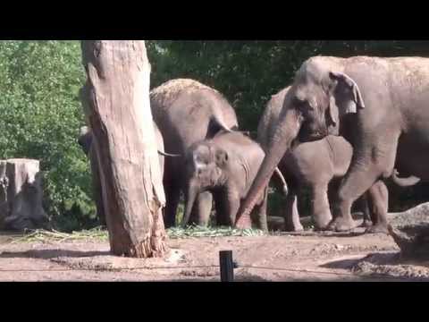 Diergaarde Blijdorp - the day after, 16e elephant was born (1)