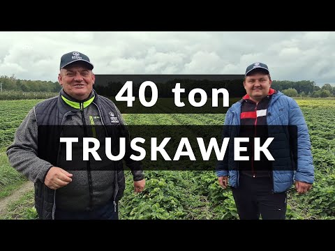 40 ton z każdej plantacji truskawek - Zbyszek Marek
