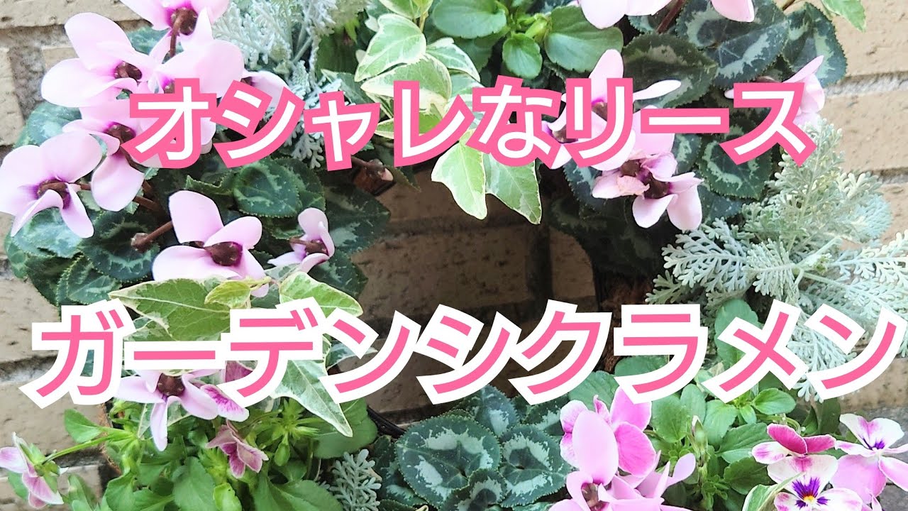 秋冬の大定番【ガーデンシクラメン】で作る簡単リース