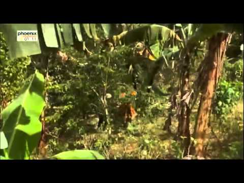 Tom aus der Schweiz, Rastafari ist