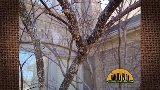 Q&A - How to get rid of Japanese maple scales