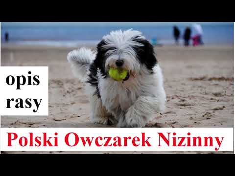, title : 'Polski Owczarek Nizinny - OPIS RASY, charakter, zdrowie, historia, wady i zalety'
