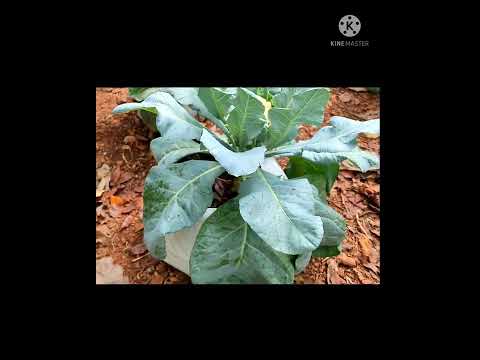 #🌱 ജൈവ പച്ചക്കറി കൃഷി#🌾🍀|Jaiva pachakkari Krishi 🌱