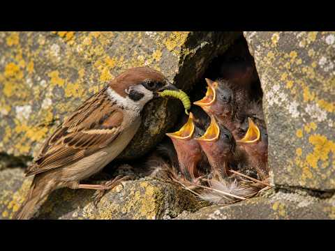 Eurasian Tree Sparrow: 55 Days From Egg to Survivor | Born in a Hidden Nest