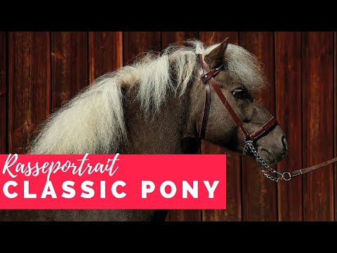 Classic Ponys – die Vollblüter im Miniformat