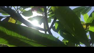 Download lagu Selamat hari raya galungan lan kuningan- art_alitstudio mp3 Download lagu Selamat hari raya galungan lan kuningan- art_alitstudio mp3