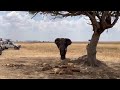 Lion Pride Sleeping Attacking By Big Elephant Video