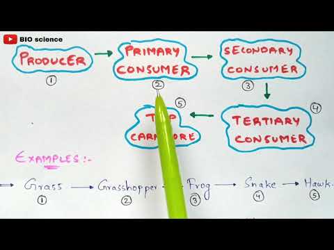 Typhoid fever Salmonella typhi Causes symptoms diagnosis treatment Bio science