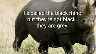 The Black rhino&#39;s is still alive.........