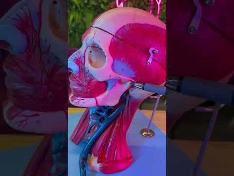 Aprigio Zangerolami-10