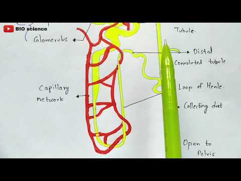 STRUCTURE OF HEART OF FROG BY PHANINDRA GUPTA