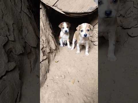 gulu gulu 🐕🐕🐕🐶🐶🐶 video . @krishik6549