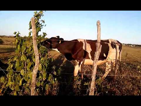 SERTÕES DE PIQUET CARNEIRO - 1º DE MARÇO DE 2016