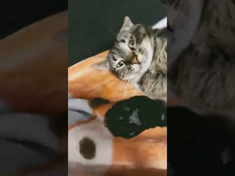 I dont give a shet cat 1