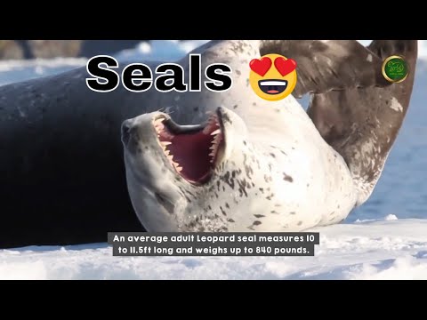 Friendly Seals - Watch a Crying Ross Seal & Meet the Leopard Namesake Seal - #SavetheSeals