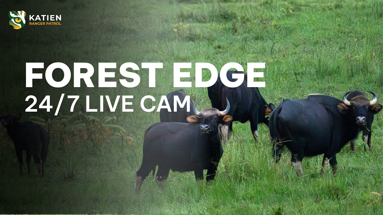 Live webcam view of Fauna del Borde Forestal Cat Tien