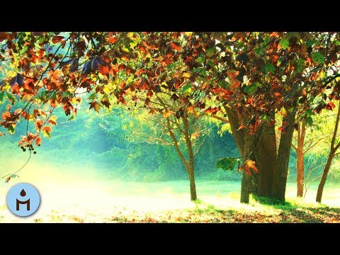 8 HOURS Calming Music for Highly Sensitive People (for Tensions, Panic Attack, Anxiety) ♬805