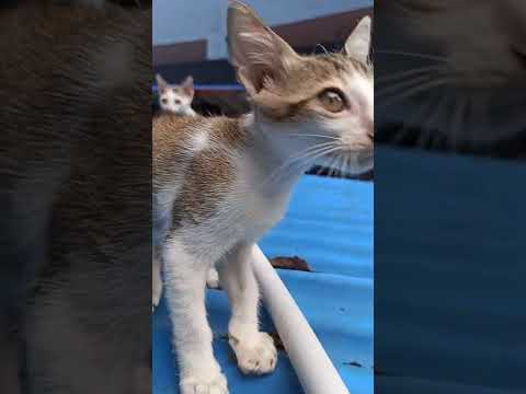 cats a silent movie🐱#cat #cats #catlover #catvideos #catsoftiktok #catmovie #catmemes #kitten #kitty