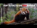 Top 15 Fascinating Facts on Red Panda| International red panda day| red panda |Varier's Academy